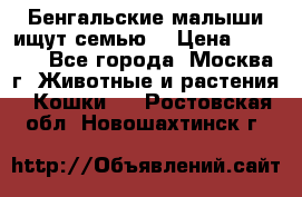 Бенгальские малыши ищут семью) › Цена ­ 5 500 - Все города, Москва г. Животные и растения » Кошки   . Ростовская обл.,Новошахтинск г.